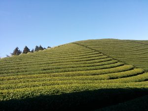 Obubu Tea Farm