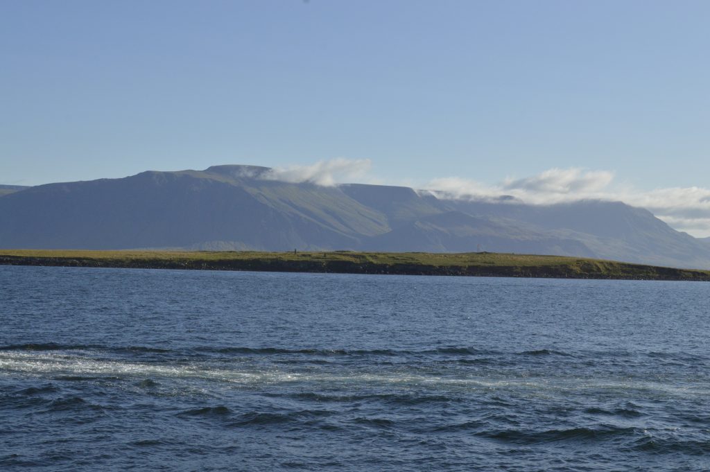 Whale watching, Islandia
