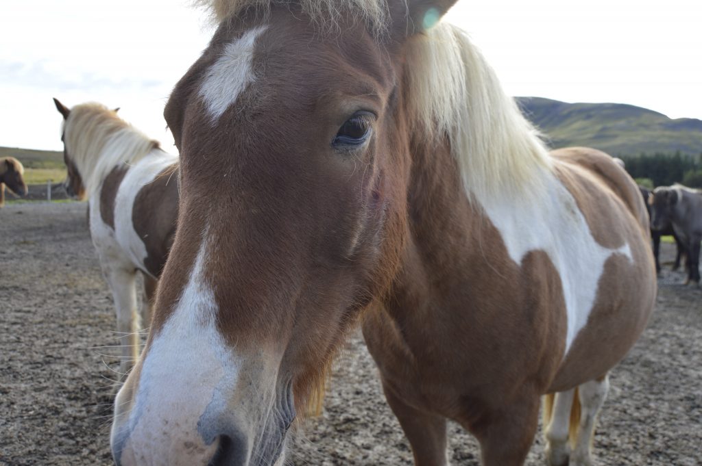 Icelandic Horse, Laxxnes horse farm
