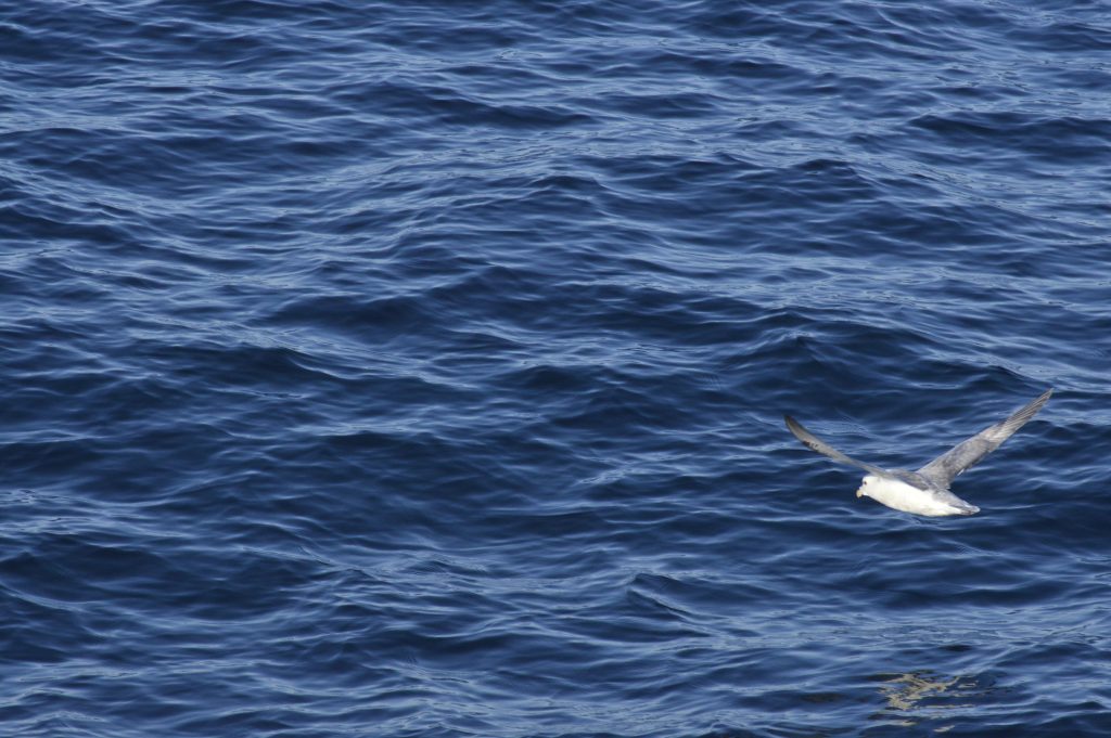 Gaviota sobre el mar, Islandia