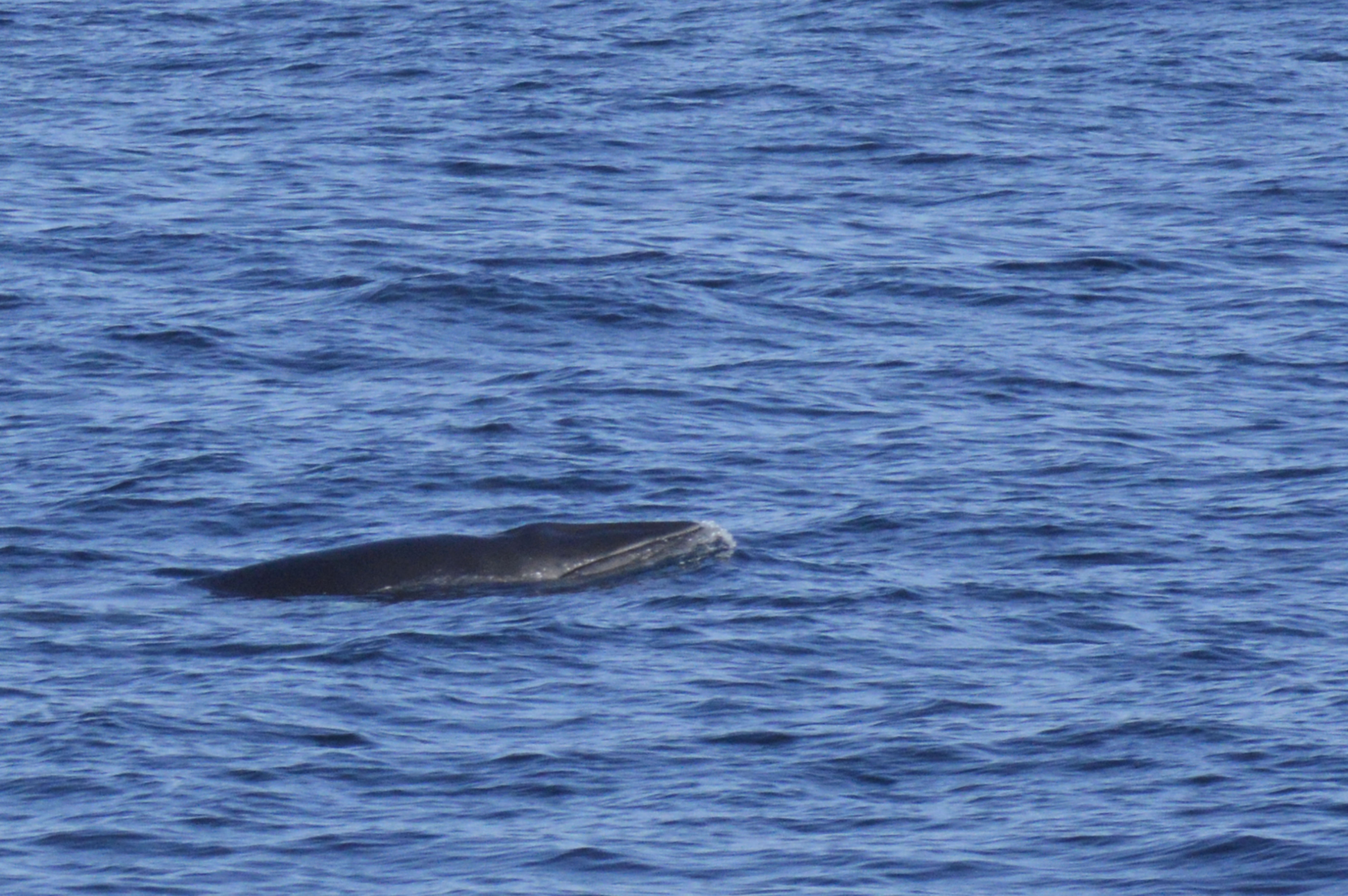 Minke whale's head, Islandia