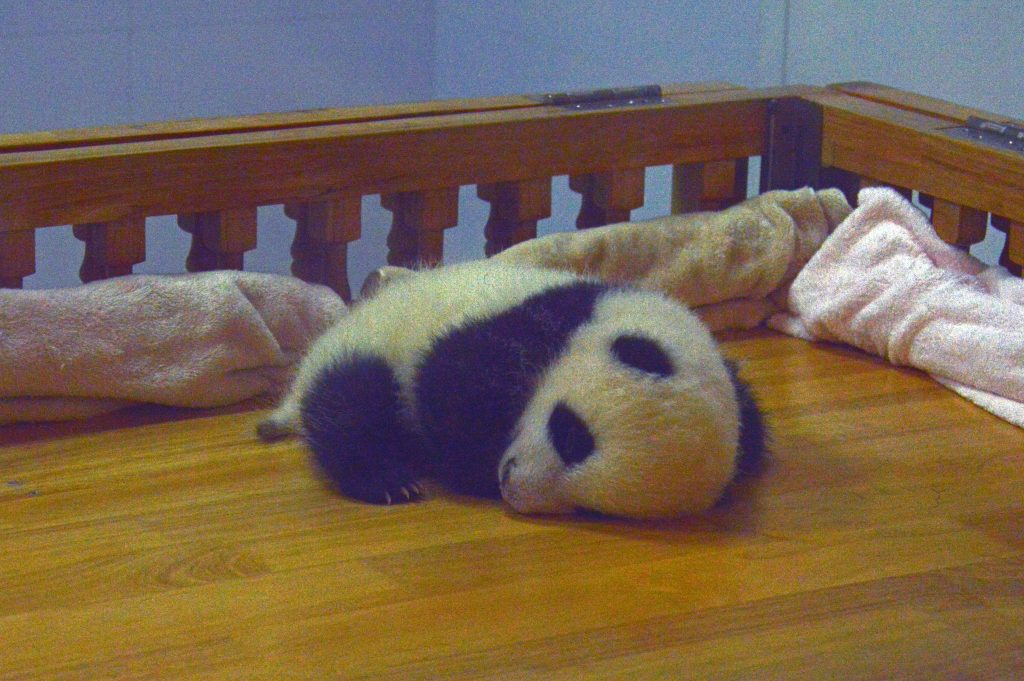 Chengdu Research Base of Giant Panda Breeding