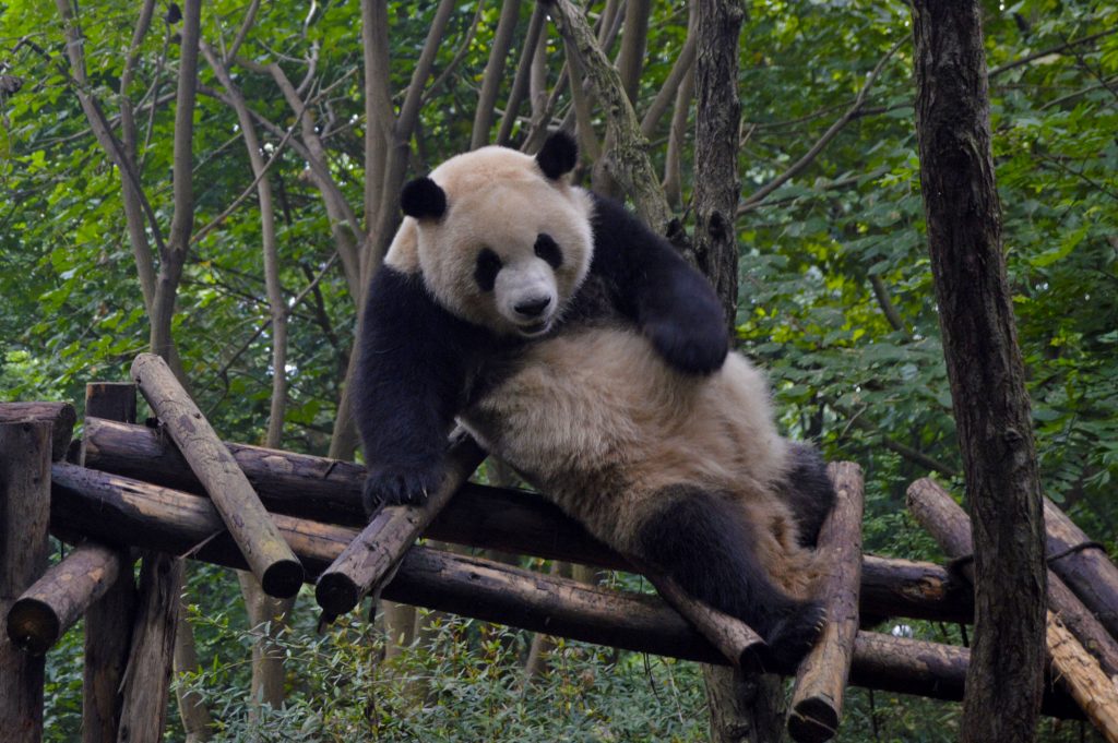 Chengdu Research Base of Giant Panda Breeding