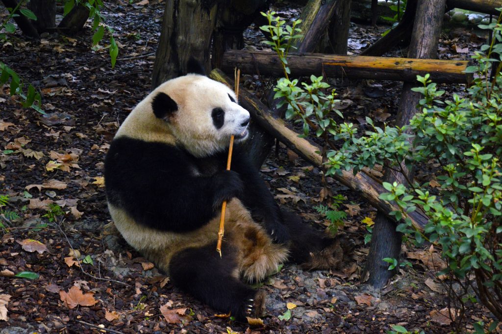 Chengdu Research Base of Giant Panda Breeding