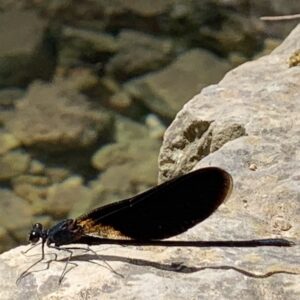 Monasterio de Piedra