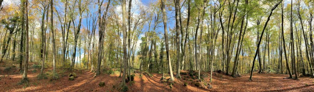 Muros de piedra volcaníca en la Fageda