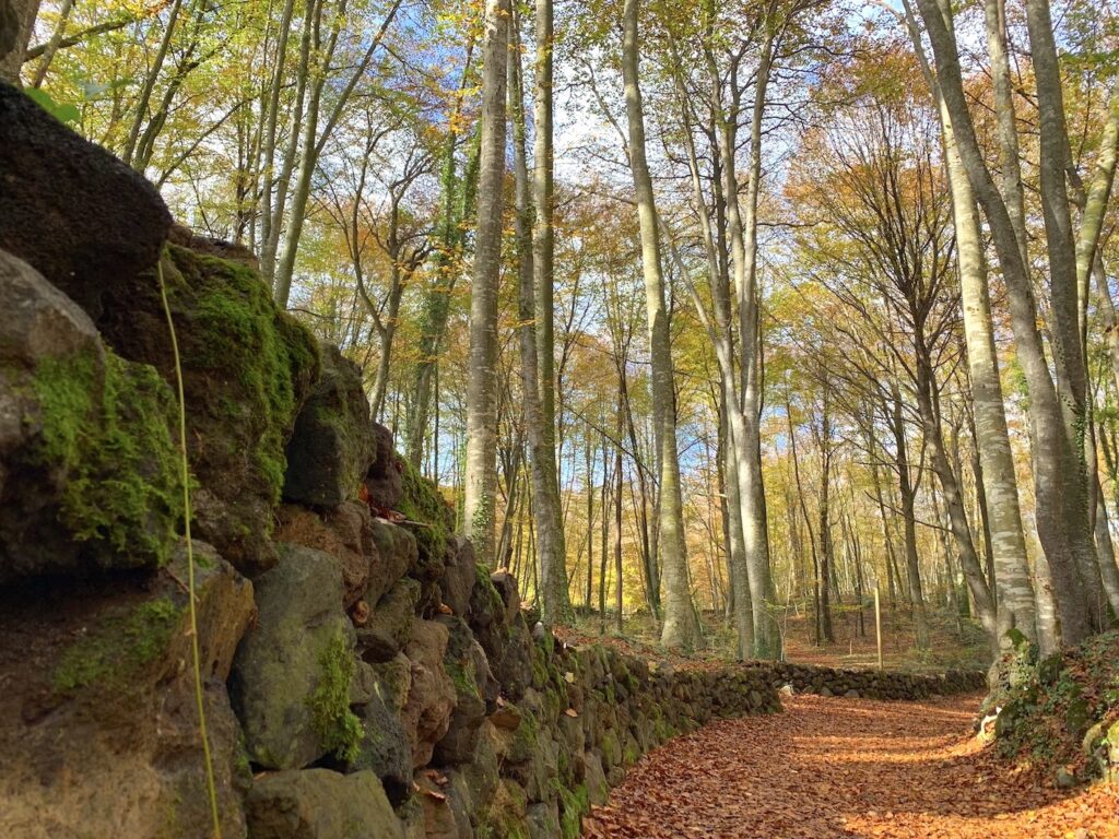 Fageda d'en Jordà