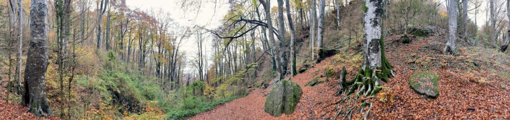 Fageda de Grevolosa