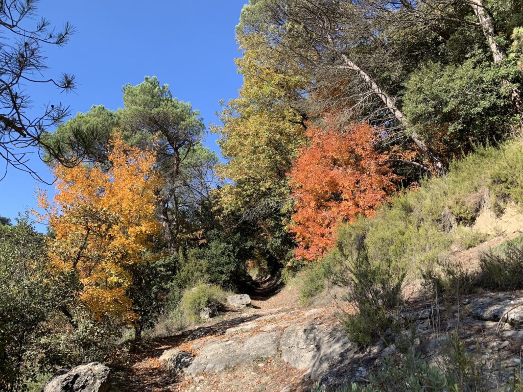 Sant Quirze de Safaja