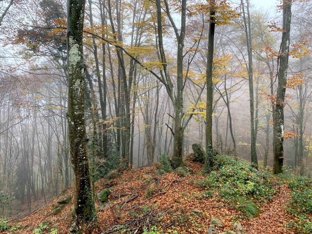 Fageda de Grevolosa