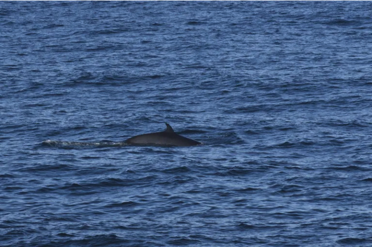 Whale watching