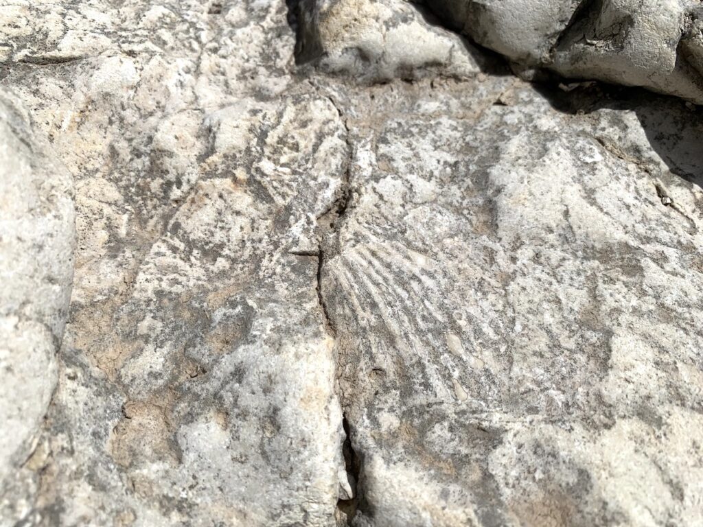 Fósil en roca en el Barranc del Infern