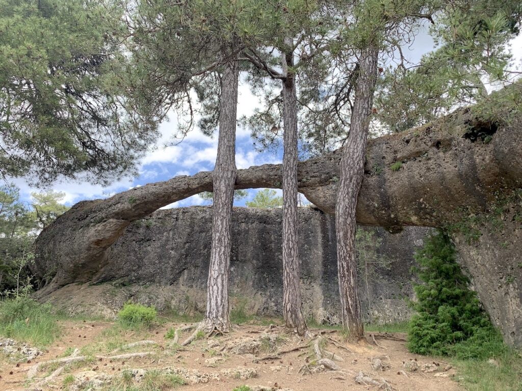 Lucha entre Elefante y Cocodrilo en la Ciudad Encantada de Cuenca