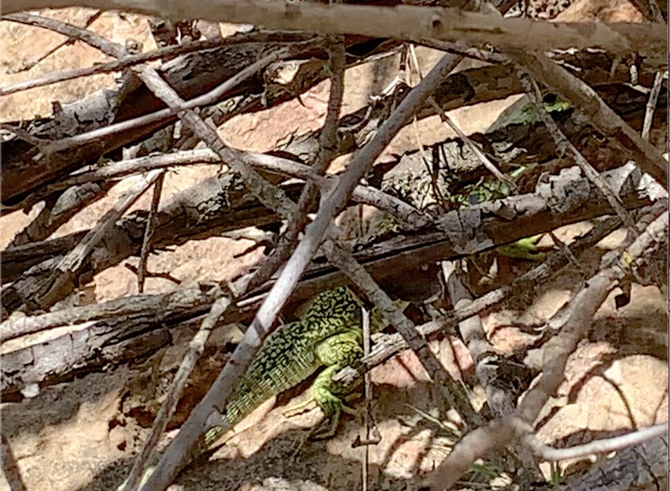 Lagarto Ocelado en la Ciudad Encantada de Cuenca