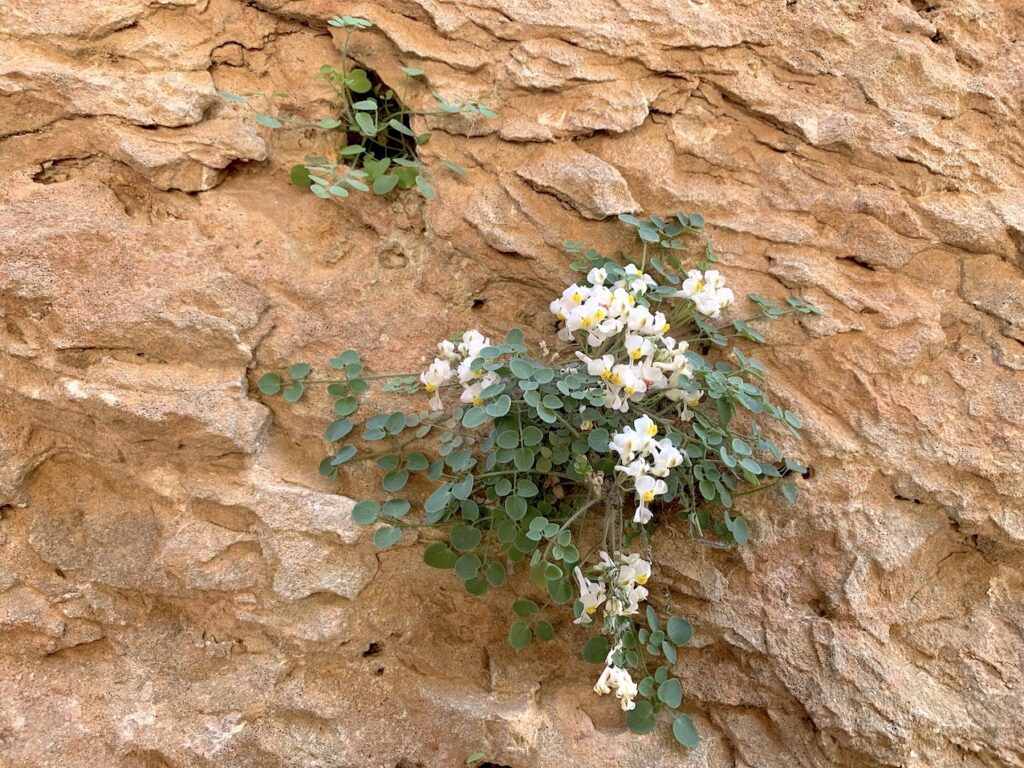 Sarcocapnos enneaphylla en las rocas de la Ciudad Encantada de Cuenca.