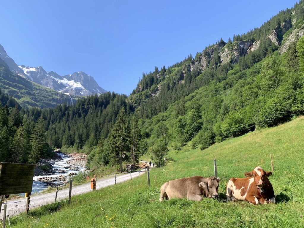 Río Weisse Lütschine, Breithorn y vacas