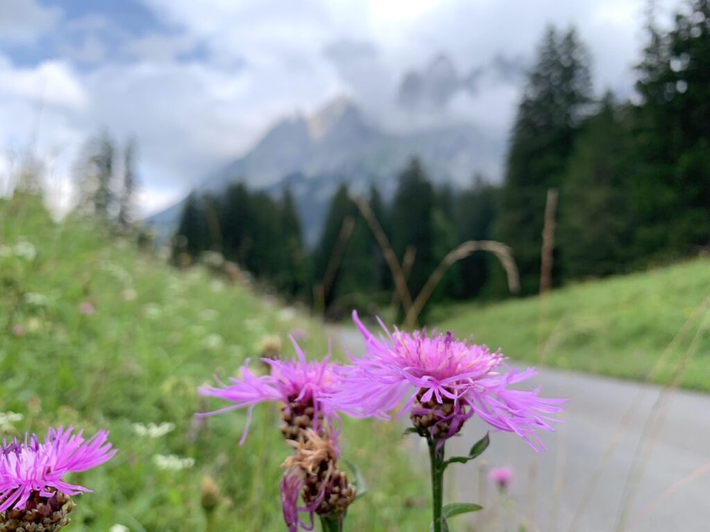 Flor Centaurea jacea en el Valle Rosenlauital, Suiza