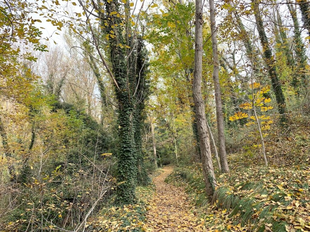 Camino otoñal a Aguallueve