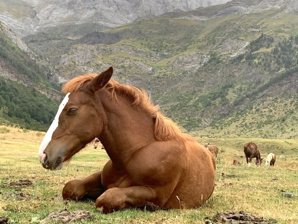 Caballo en el Valle de Pineta, Huesca