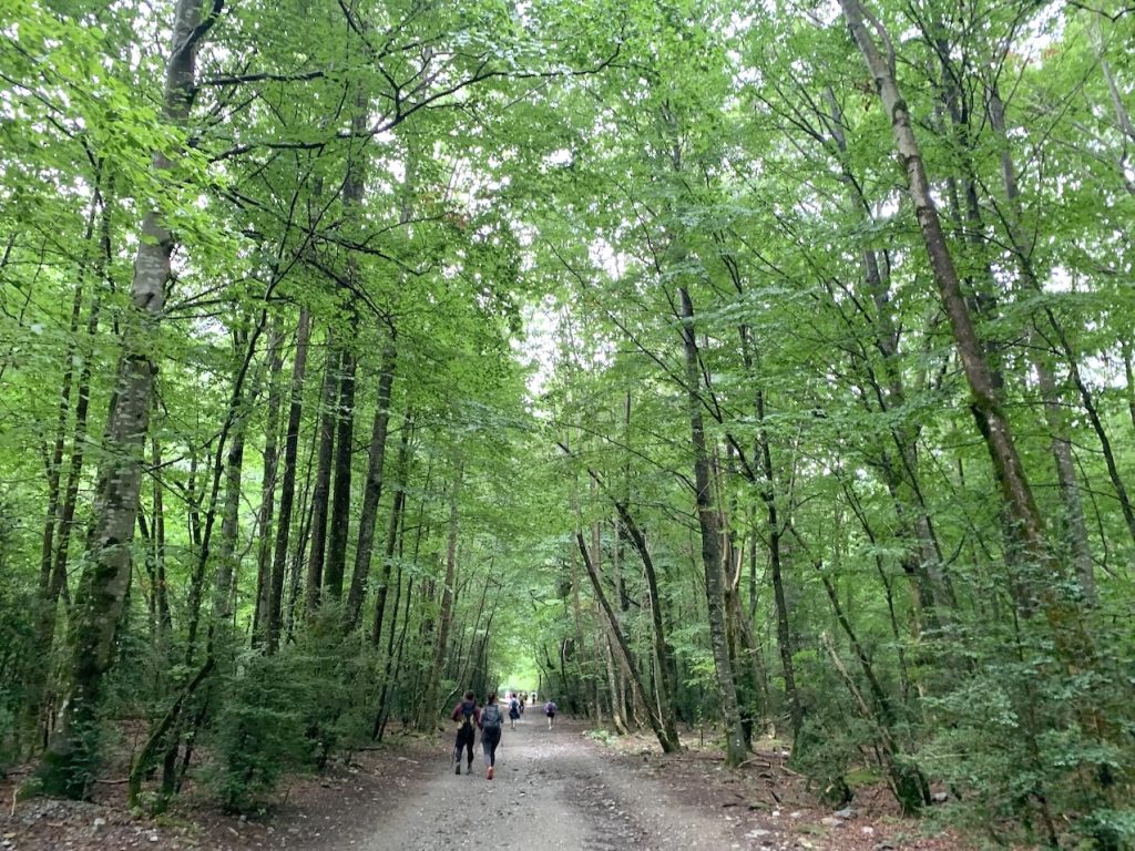 Hayedo en el Valle de Pineta, Huesca