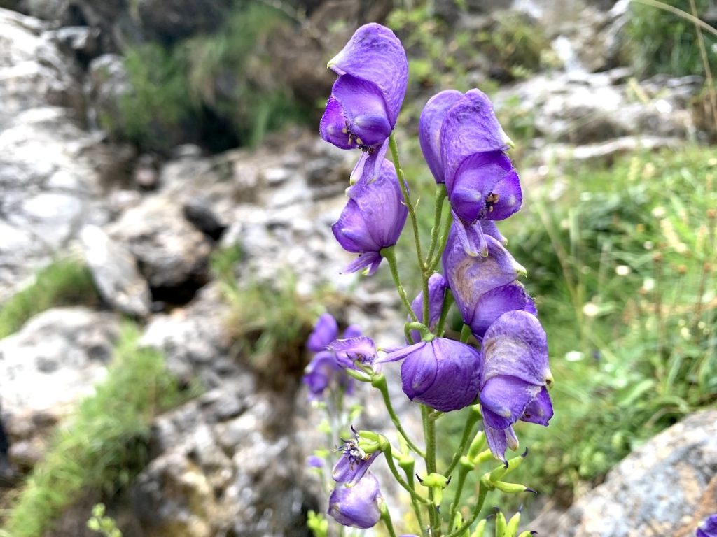 Tora Blava, ojo es venenosa!