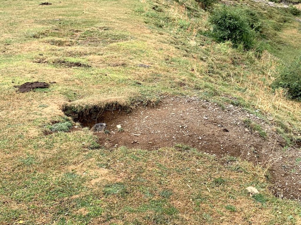 Marmota en el Valle de Pineta, Huesca